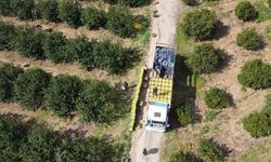 Dikenli Limon Hasadı Üreticiyi Sevindirdi