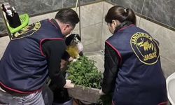 Evde saksıda kenevir yetiştirenlere operasyon