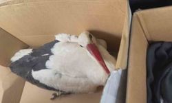 Hatay’da göç yolundaki leyleklere ateş açıldı