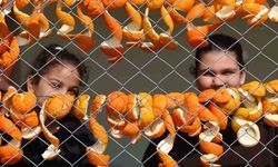 Limon ve turunç kabukları ekonomiye kazandırılıyor