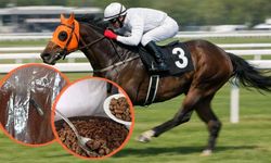 Mersin'de şampiyon atı aşevinde kavurma olarak yedirdiler!