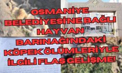 Osmaniye Belediyesi'ne bağlı Hayvan Barınağı'ndaki köpek ölümleriyle ilgili flaş gelişme!