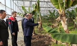 Osmaniye’nin "Sarı Altını" Sanayiden Yükseliyor: Tropikal Meyve Üretiminde Dev Adım!