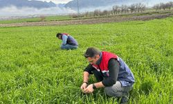 Osmaniye Tarımında Kritik Takip: Fenolojik Gözlemlerle Verim Garanti Altında