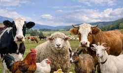 Osmaniye'de Hayvancılık Desteklemeleri İçin İkinci Dönem Başvuruları Başlıyor