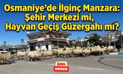 Osmaniye'de İlginç Manzara: Şehir Merkezi mi, Hayvan Geçiş Güzergahı mı?