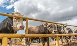 Kurban Seçerken Dikkat Edin! Kurban İbadetiniz Tehlikeye Girmesin