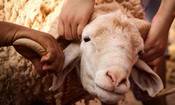 Osmaniye'de kurban fiyatları belli oldu mu? İşte beklenen fiyatlar