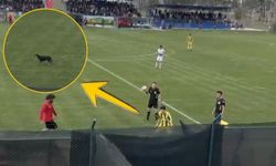 Osmaniye’de Maça Damga Vuran Misafir: Sahaya Giren Köpek Oyunu Durdurdu!