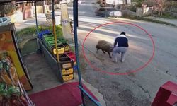 3 metrelik kuyuya düşen koyunu esnaf kurtardı