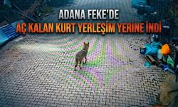 Adana Feke’de Aç Kalan Kurt Yerleşim Yerine İndi