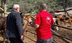 Adana’da "Güney Sarısı" Bereketi: Yerli Irk Üreticinin Yeni Gözdesi Oldu
