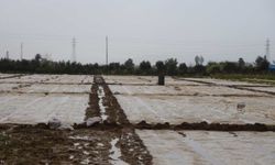 Amik Ovası’nda Dolu Kabusu: Hasat Yolundaki Kayısılar Dalında Vuruldu