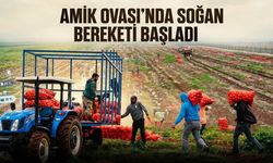 Amik Ovası’nda Soğan Bereketi Başladı