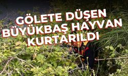 Gölete düşen büyükbaş hayvan kurtarıldı