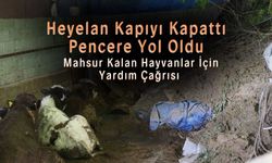 Heyelan Kapıyı Kapattı, Pencere Yol Oldu: Mahsur Kalan Hayvanlar İçin Yardım Çağrısı