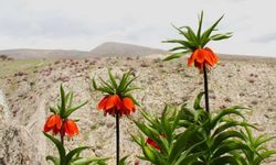 Kahramanmaraş'ta Onu Koparana 700 Bin TL Ceza!