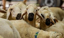 Kurbanlık Fiyatları Açıklandı! Osmaniye’de Kurbanlıklar Kaç TL Olacak?