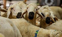 Kurbanlık Fiyatları Belli Oldu! Gözler Osmaniye’ye Fiyatlarında