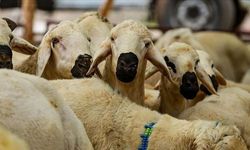 Osmaniye’de Kurbanlık Fiyatları Belli Oldu