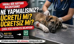 Osmaniye'de Yaralı Sokak Hayvanı Bulunca Ne Yapılmalı? Özel Veteriner Ücret Alır mı?