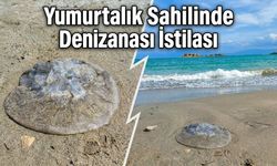 Yumurtalık Sahilinde Denizanası İstilası