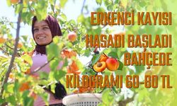 Adana’da Erkenci Kayısı Hasadı Başladı: Bahçede Kilogramı 60-80 TL