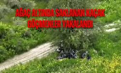 Ağaç Altında Saklanan Kaçak Göçmenler Yakalandı