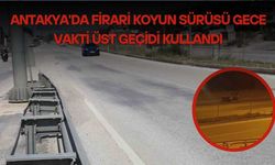 Antakya'da Firari Koyun Sürüsü Gece Vakti Üst Geçidi Kullandı