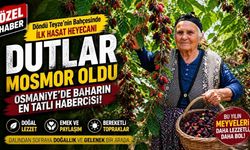 Bahçeden Sofraya Osmaniye'nin Meşhur Dutları Döndü Teyzenin Bahçesinde Göründü