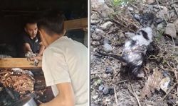 Düziçi'ndeki Yangında Anne Kedi ve 3 Yavrusu İtfaiye Tarafından Kurtarıldı