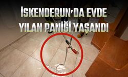 İskenderun’da Evde Yılan Paniği Yaşandı