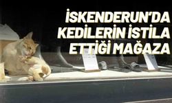 İskenderun’da Kedilerin İstila Ettiği Mağaza