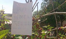 Osmaniye'de alkışlanacak hareket! ''Dut Yemek Serbest!''
