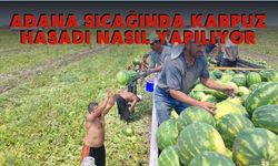 Adana sıcağında karpuz hasadı nasıl yapılıyor