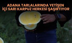 Adana Tarlalarında Yetişen İçi Sarı Karpuz Herkesi Şaşırtıyor