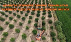 Adana'da Ekonomik Ömrünü Tamamlayan Narenciye Ağaçları Mangal Kömürü Oluyor
