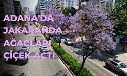 Adana'da Jakaranda Ağaçları Çiçek Açtı