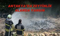 Antakya’da Zeytinlik Alanda Yangın