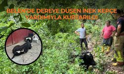 Belen'de Dereye Düşen İnek Kepçe Yardımıyla Kurtarıldı
