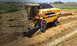 Çukurova’da Turfanda Buğday Hasadı Başladı