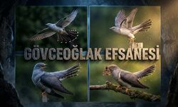 Osmaniye'nin Gövceoğlak Efsanesi Ne Anlatıyor?