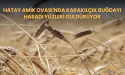 Hatay Amik Ovası'nda Karakılçık Buğdayı Hasadı Yüzleri Güldürüyor
