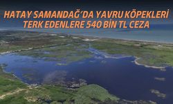 Hatay Samandağ’da Yavru Köpekleri Terk Edenlere 540 Bin TL Ceza