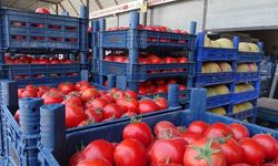 Hatay'da Domates Fiyatları Çakıldı: Kilosu 15 TL'ye Düştü