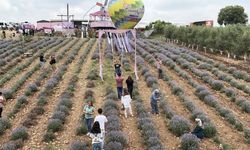Osmaniye'de Mor Şölen Fotoğraf Tutkunlarının Gözdesi Oldu