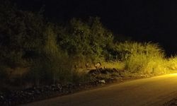 Karaçay Mesire Alanı’nda Domuz Sürüsü Görüntülendi