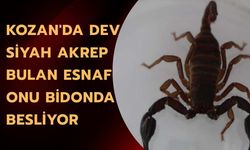 Kozan'da Dev Siyah Akrep Bulan Esnaf Onu Bidonda Besliyor