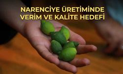 Narenciye Üretiminde Verim ve Kalite Hedefi