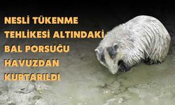 Nesli Tükenme Tehlikesi Altındaki Bal Porsuğu Havuzdan Kurtarıldı